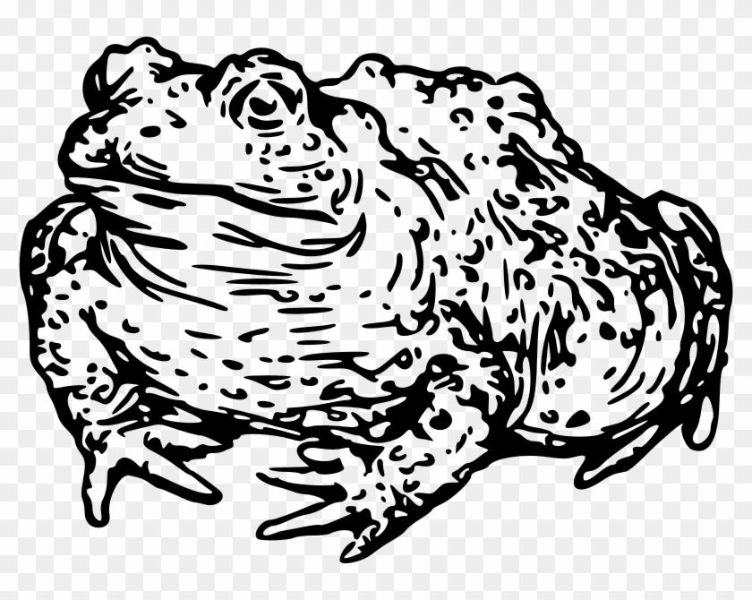 Medium Image - Toad Drawing Png Clipart