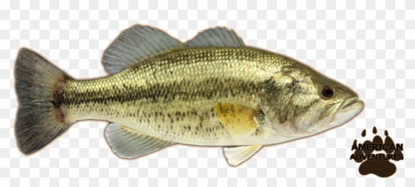 Largemouth Bass Png Clipart