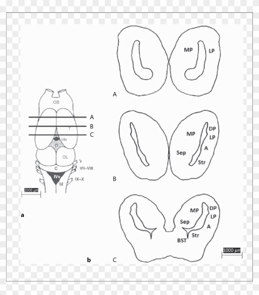 A Diagram Of The Toad Brain Showing The Approximate - Drawing Clipart