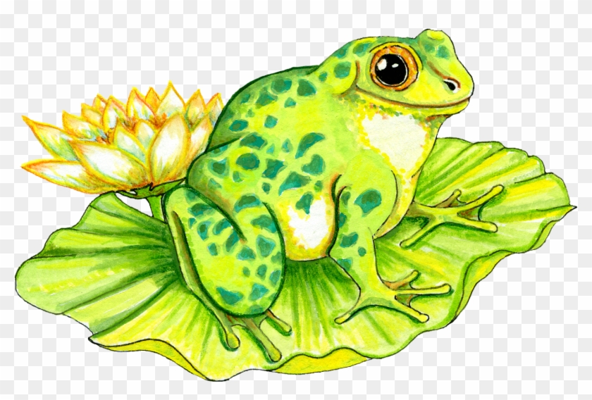 Oh Toad Frog - Lily Pad With Frog Clipart