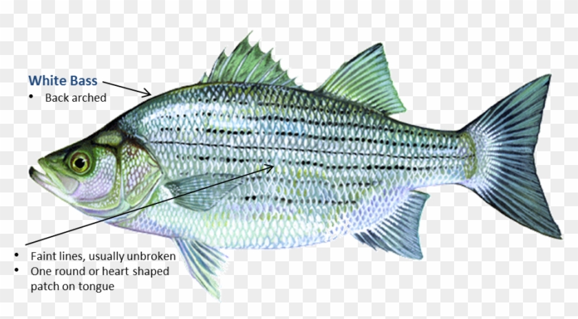 Sand Bass Oklahoma Clipart #818871