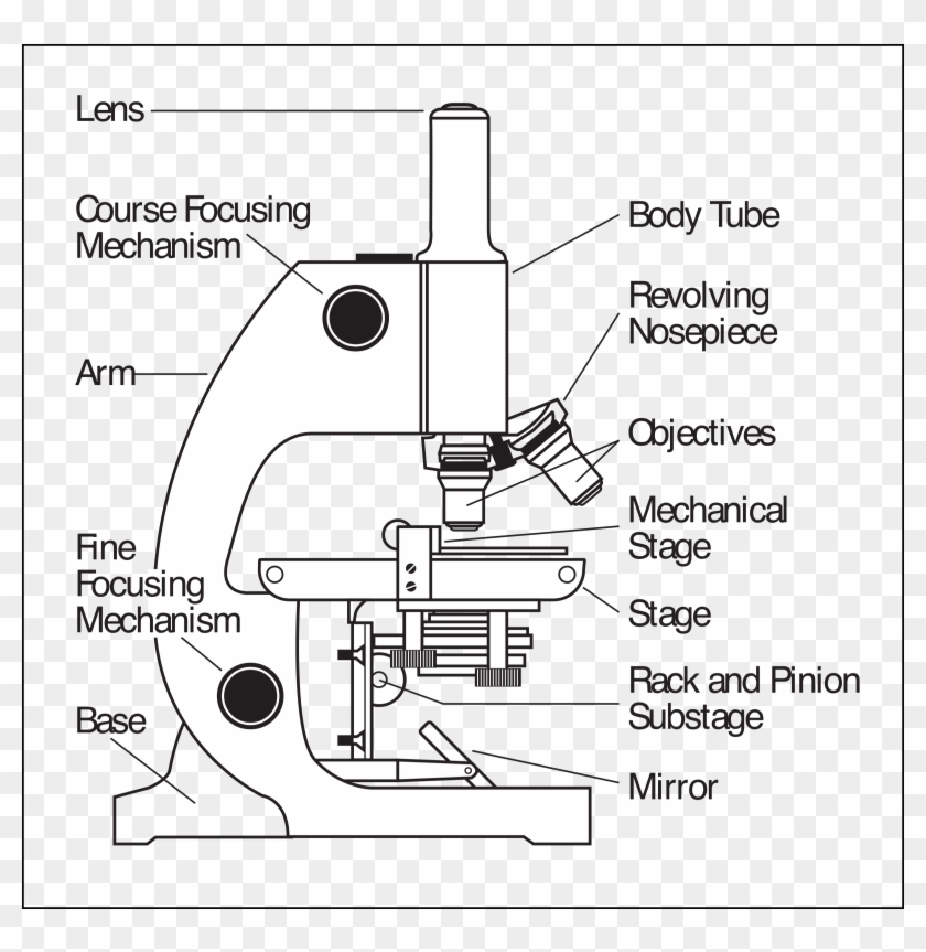 Microscope Parts Labeled - Parts Of A Microscope Clipart #819464