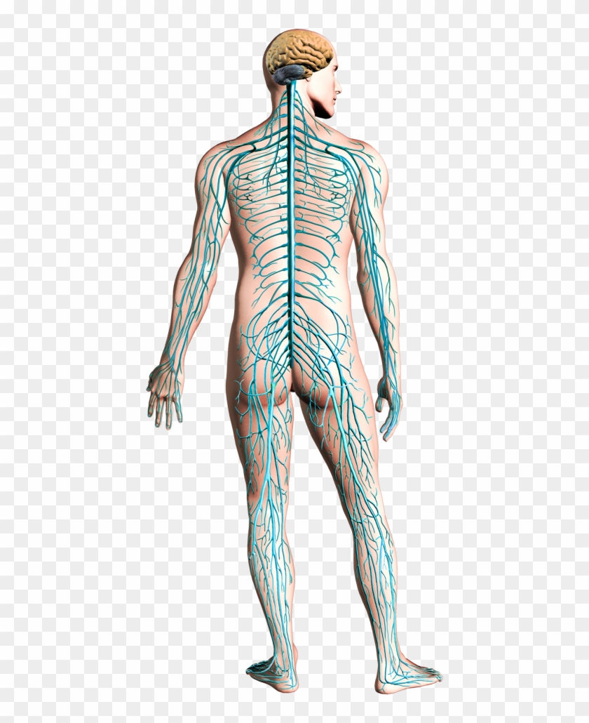 Your U0027nerve Systemu0027 Is A Multi-faceted, Intricately - Nervous System With Functions Clipart