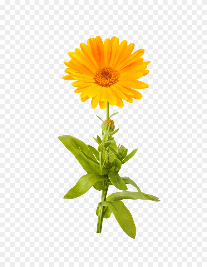 Marigold Png Picture - Marigold Png Clipart #820252