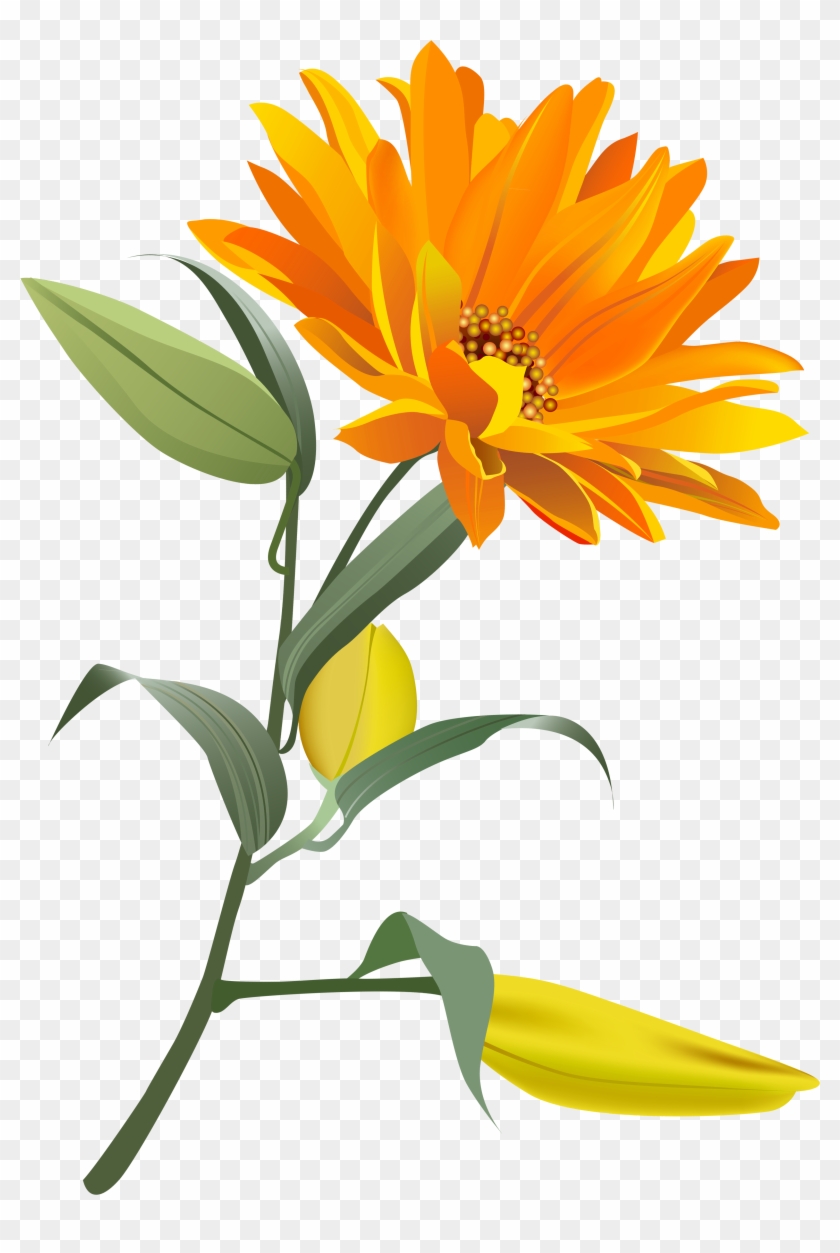 Orange Flower Png Clip Art Image - Orange Flowers Transparent Background