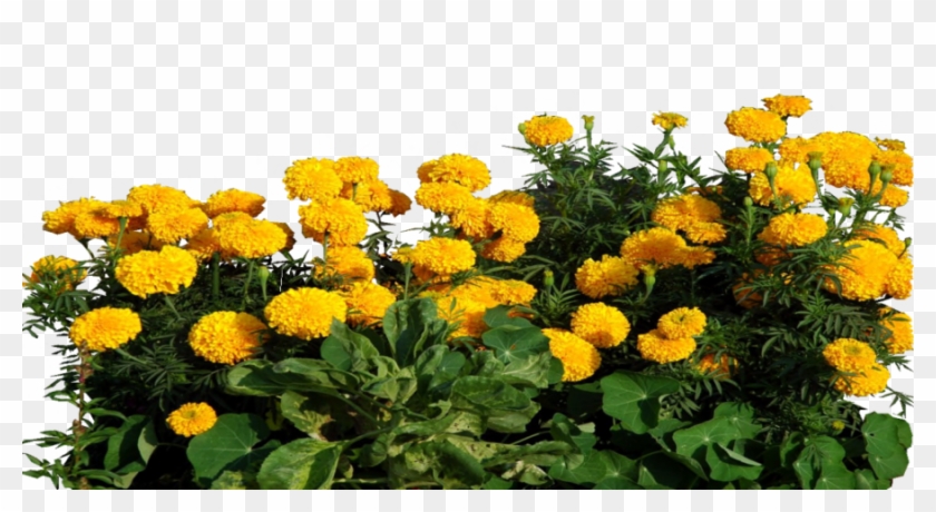 Marigold Clipart Transparent - Transparent Marigold Flower Png #820351