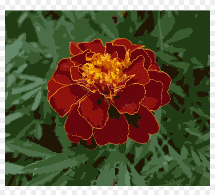 Mexican Marigold Flower Plants Annual Plant Seed - Чорнобривець Квітка Clipart
