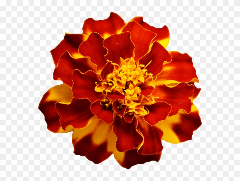 Marigold Hd Image - Red Marigold Flower Png Clipart #820826