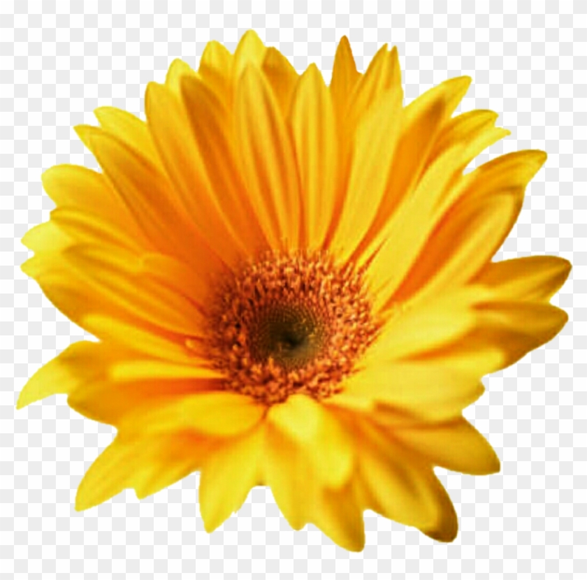 Gerbera Png Transparent - Yellow Flower Cut Out Clipart