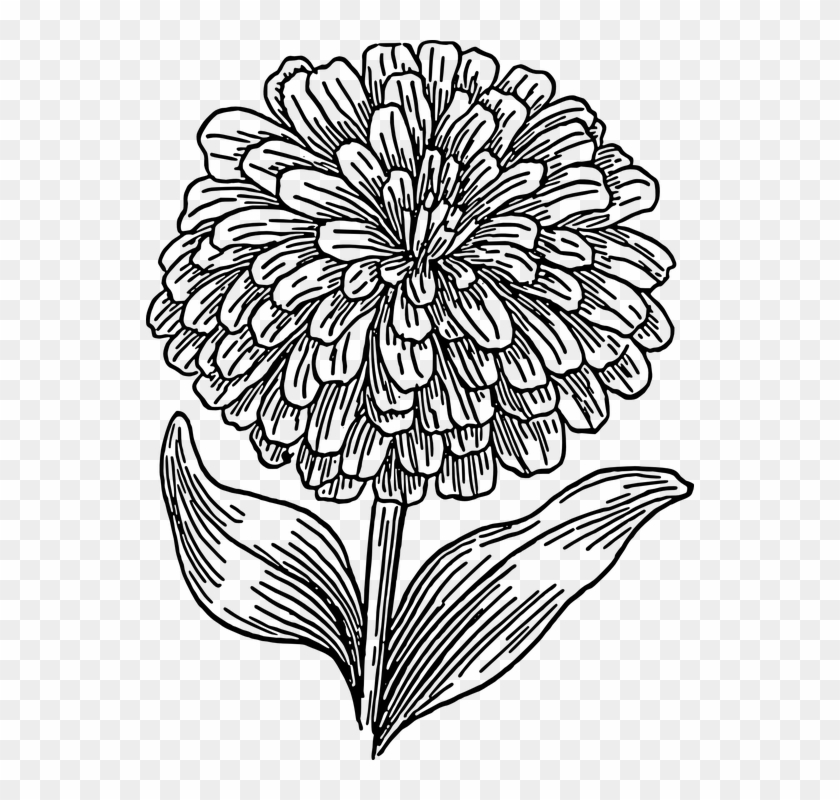 Free Image On Pixabay Biology Plant Flower - Marigold Flower Coloring Pages Clipart