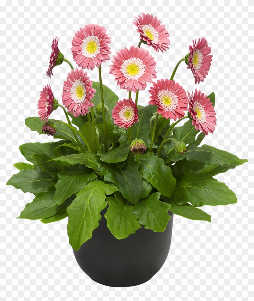 Hoge Resolutie Afbeelding, Download Bestand - Barberton Daisy Clipart