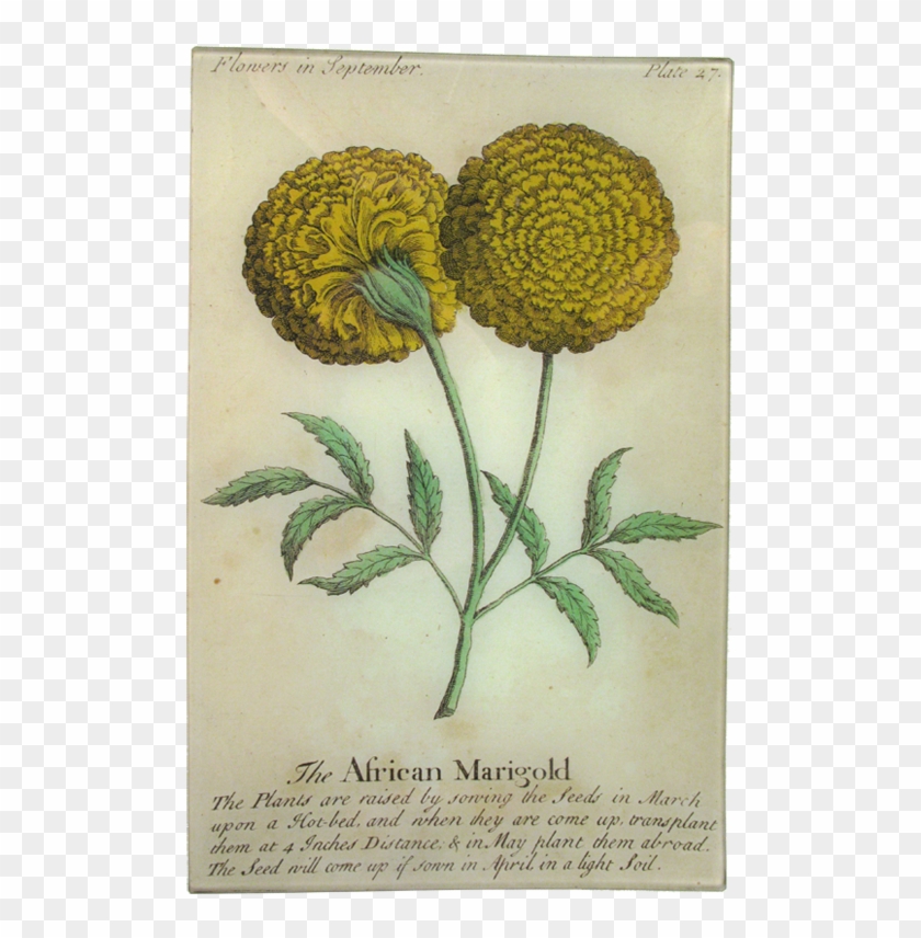 Botanical Illustration Clipart