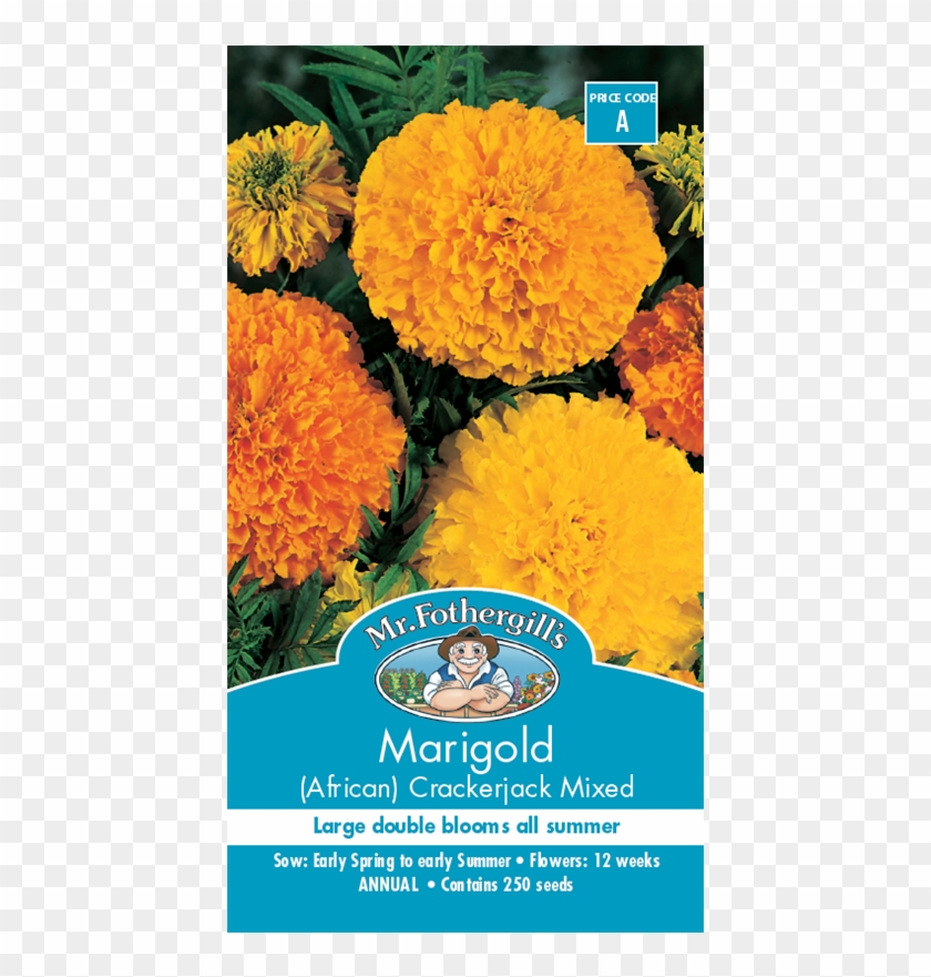 Mr Fothergill's Seed Marigold Crackerjack - Marigold Seeds Bunnings Clipart #822466