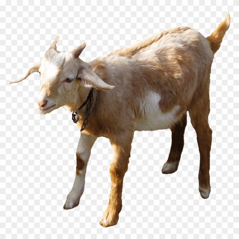 Biquette Png - Goat Gif No Background Clipart #822832