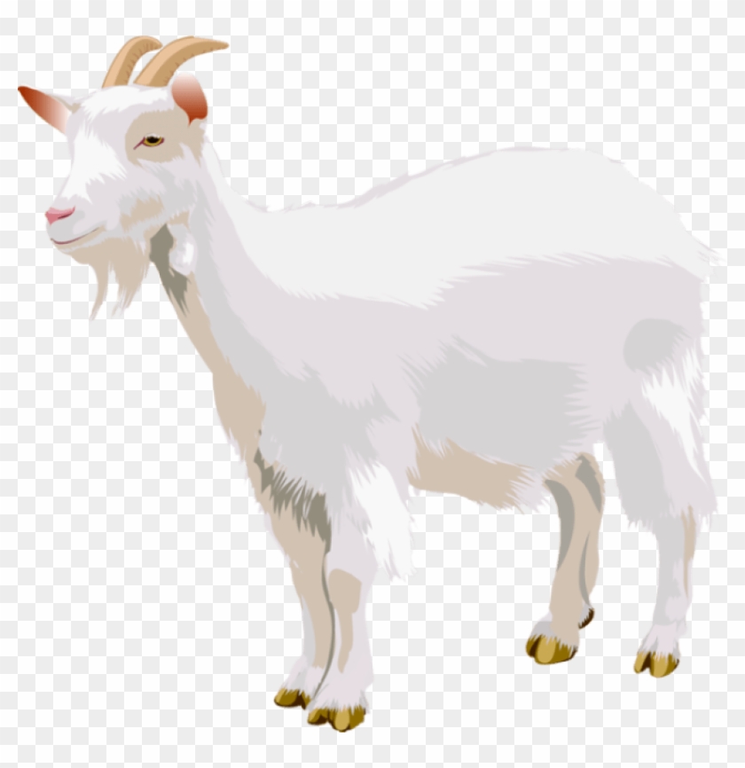 Goat Png - Goat Clip Art Png Transparent Png (#822942) - PikPng