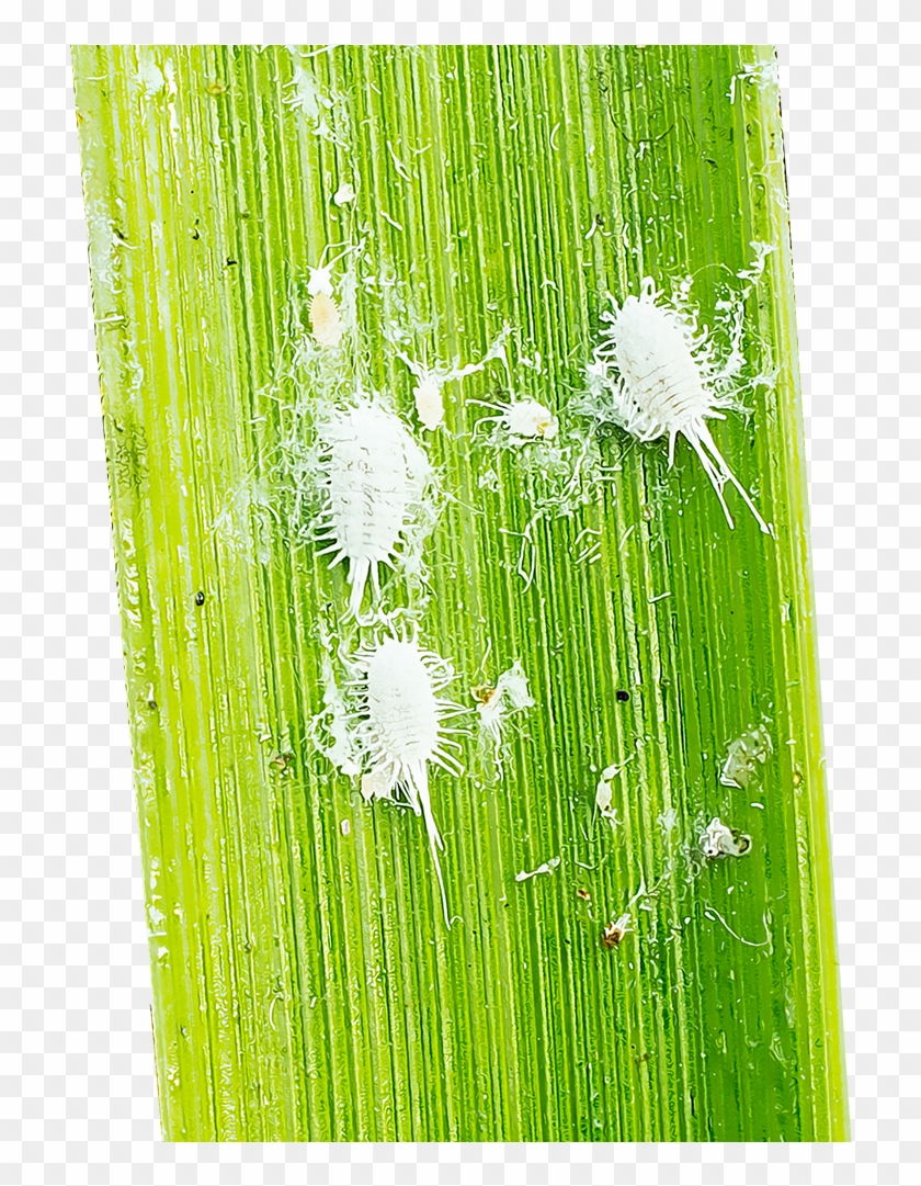 Mealybugs Are Major Outdoor Garden Pests That Often - Hierochloe Clipart