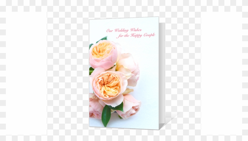Hybrid Tea Rose Clipart