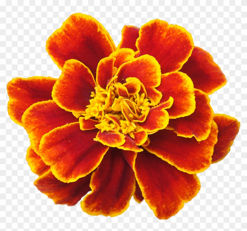 Marigold Png Clipart - Marigold Flower Tribal Transparent Png