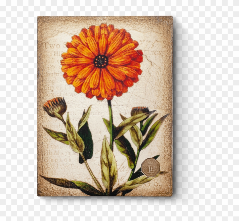 Marigold Necklace, Marigold Pendant, Vintage Marigold, Clipart #824592