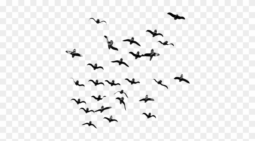 Free Png Download Birds Png Images Background Png Images Transparent Background Bird Png Clipart 824594 Pikpng