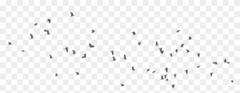 Bird Png Image - Picsart Birds Png Clipart