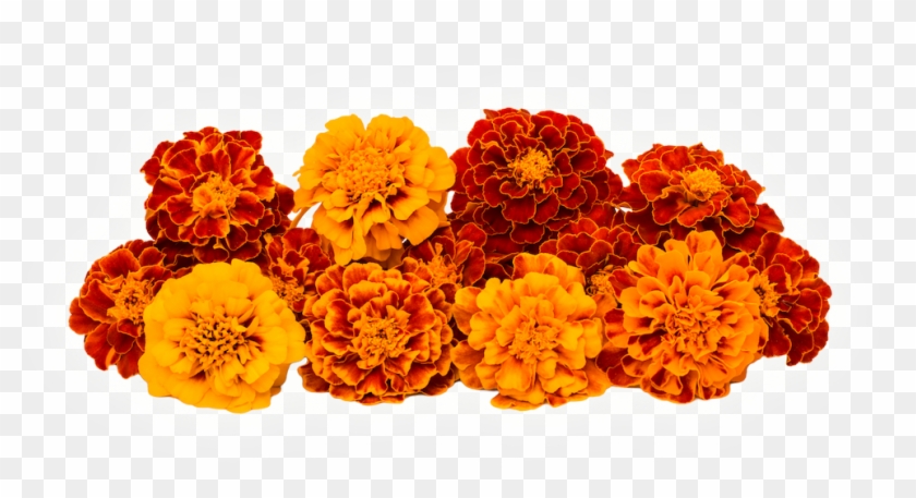 High Purity Marigold Extract Lutein And Zeaxanthin - Calendula Flower All Colours Clipart