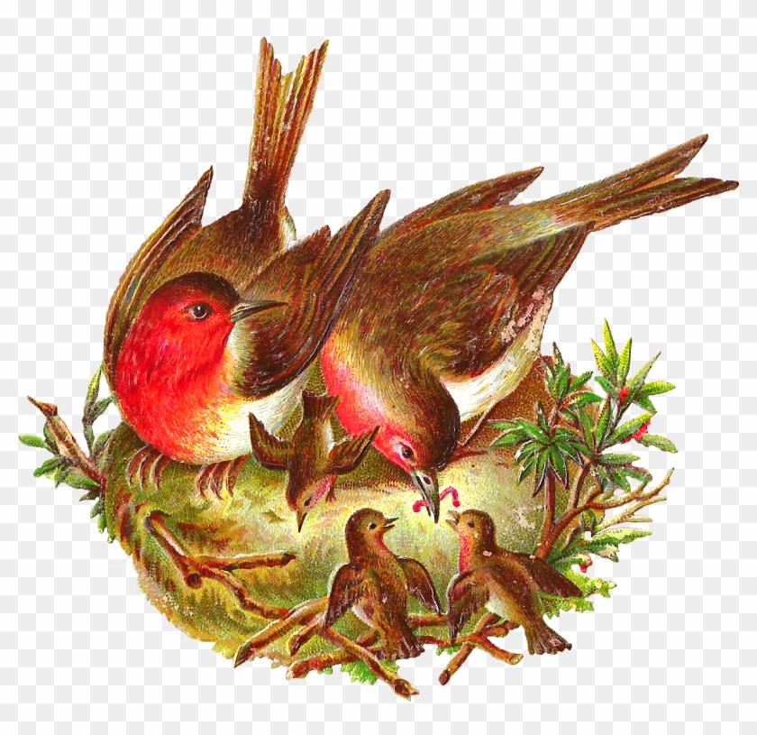 Nest - Birds In Nest Png Clipart