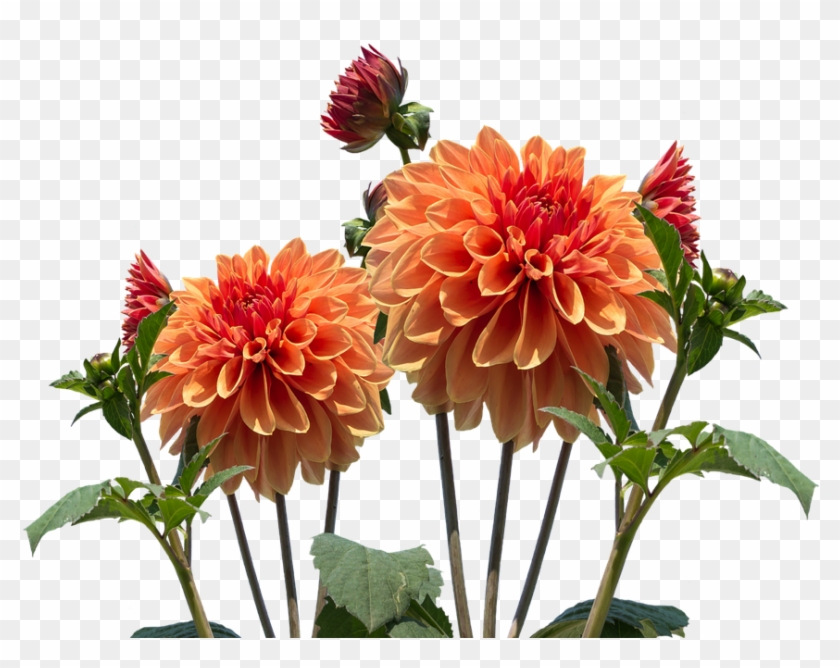 Garden Flowers Png Clipart