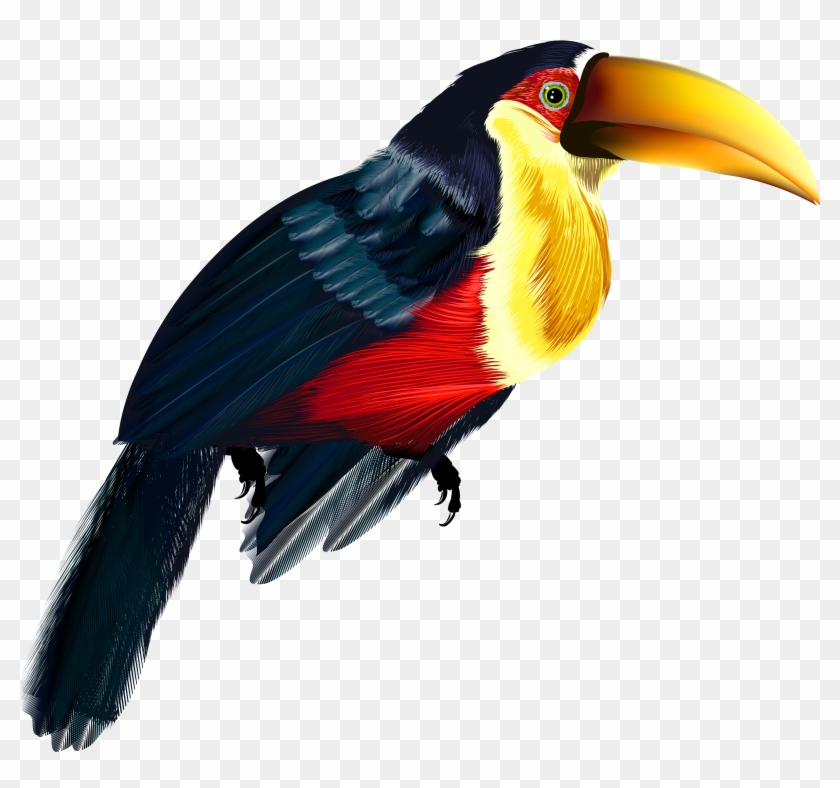 Toucan Transparent Png Clipart - Toucan Png