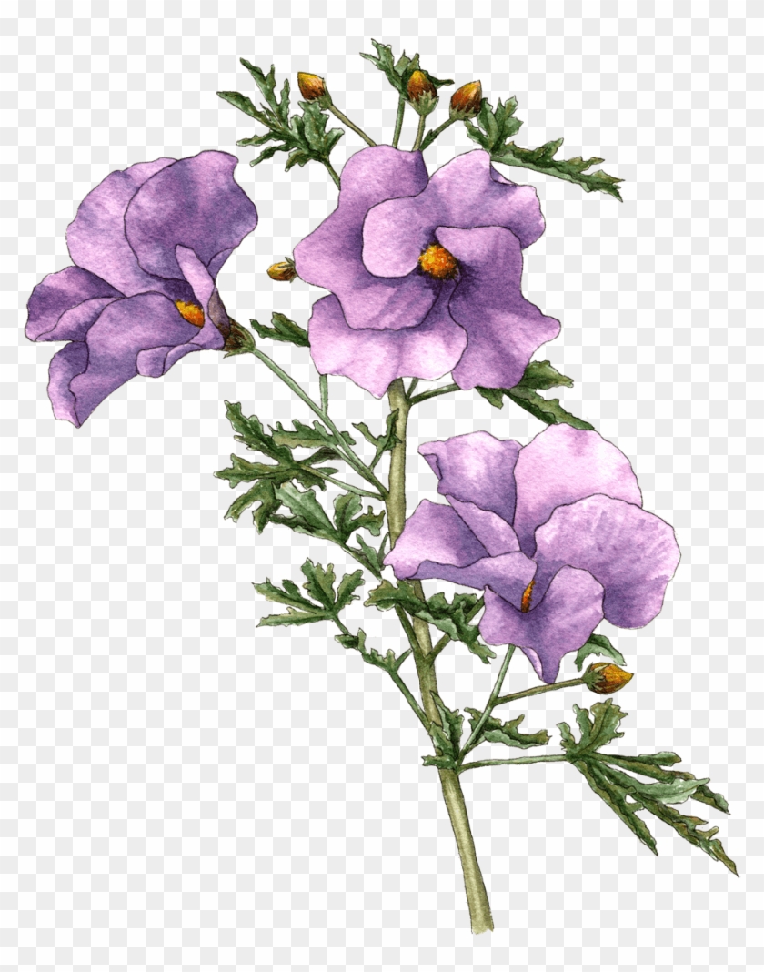 Berkeley Horticultural Nursery - Lilac Hibiscus Clipart