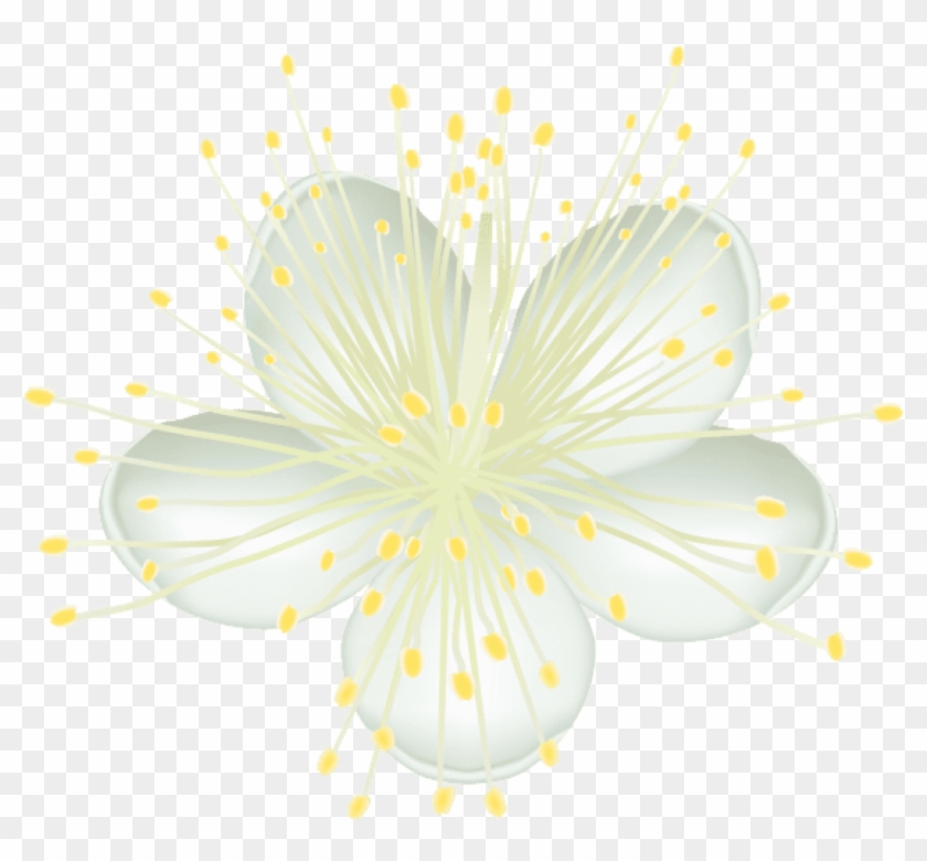 Free Png Download White Flower Png Png Images Background - Caper Family Clipart