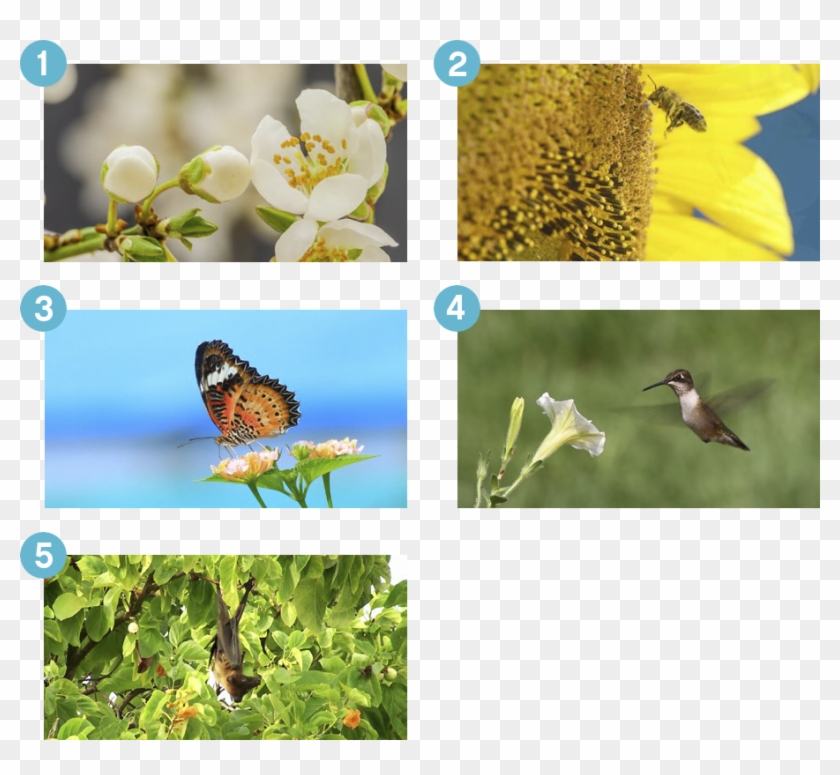 Plants And Pollinators - Wildflower Clipart