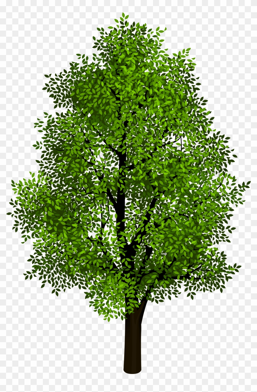 Transparent Background Tree Png Clipart