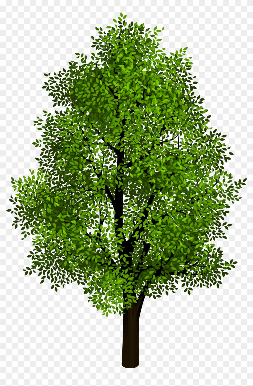 Transparent Background Tree Png Clipart #826084