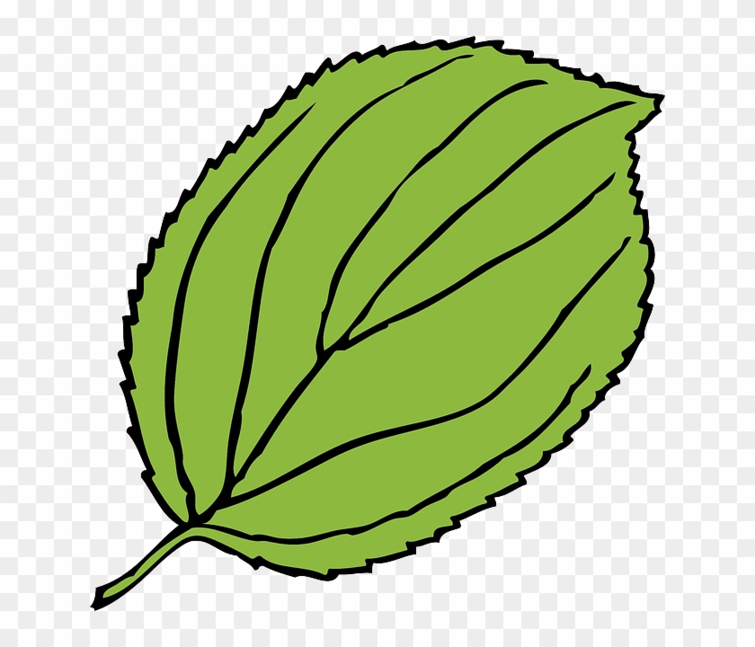 Winsome Design Jungle Leaves Clipart Nice Border Clip - Leaf Clip Art - Png Download