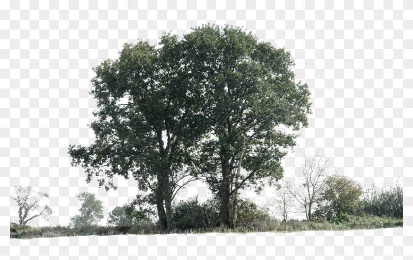 Png Tree Background - Bunch Of Trees For Photoshop Clipart