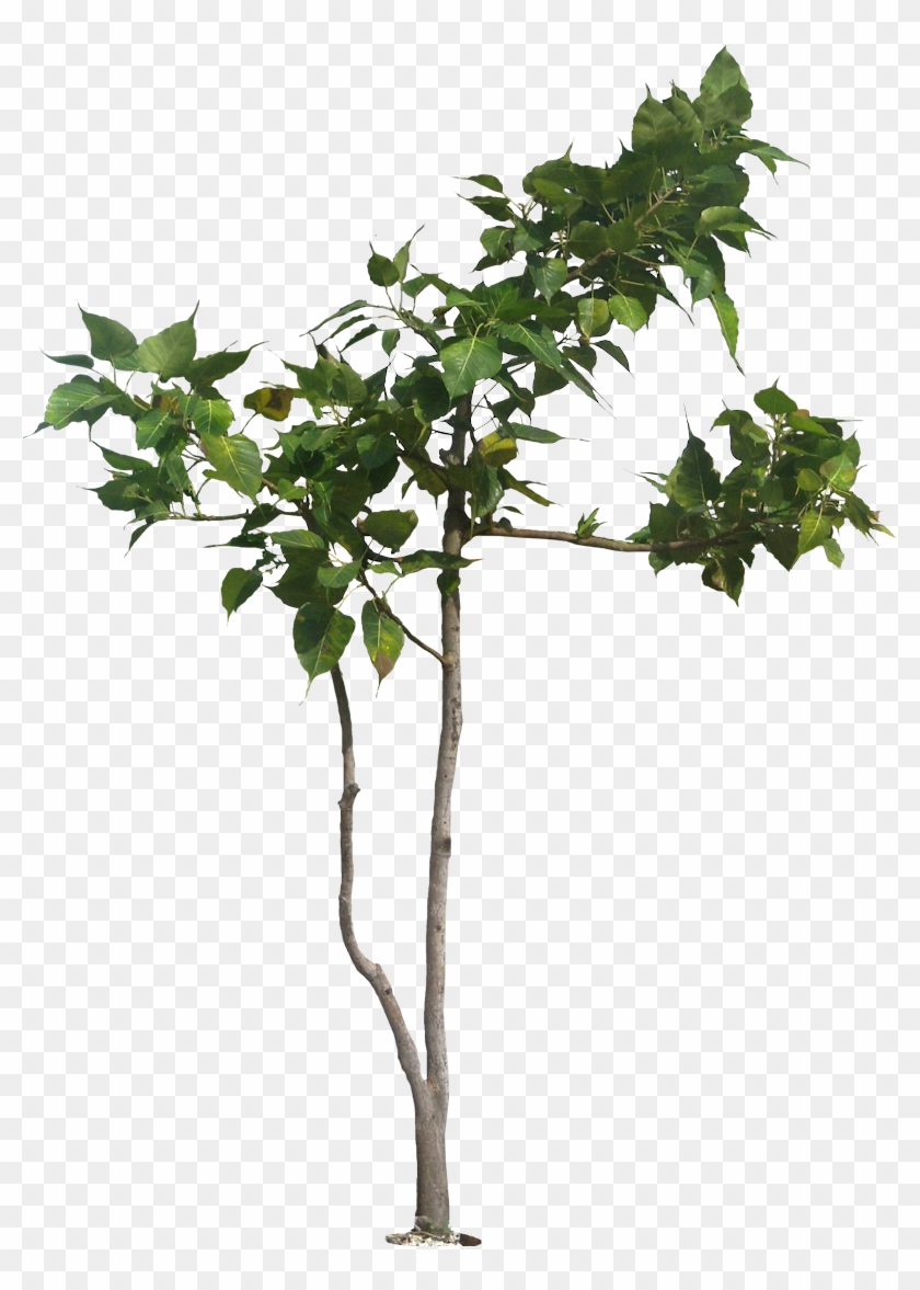 Fig Leaf Png For Kids - Fig Tree White Background Clipart