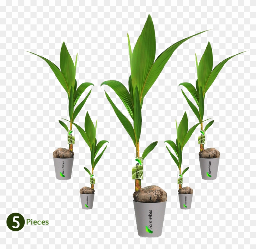 Kerala Dwarf Variety Coconut Tree - Variety Of Coconut Plant Clipart #826958