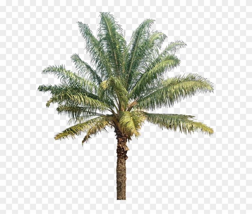 Palm & Coconut Trees Texture - Oil Palm Tree Png Clipart #827058