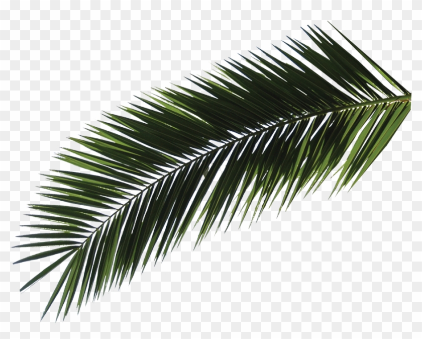 Pine Leaf Png - Roystonea Clipart #827090