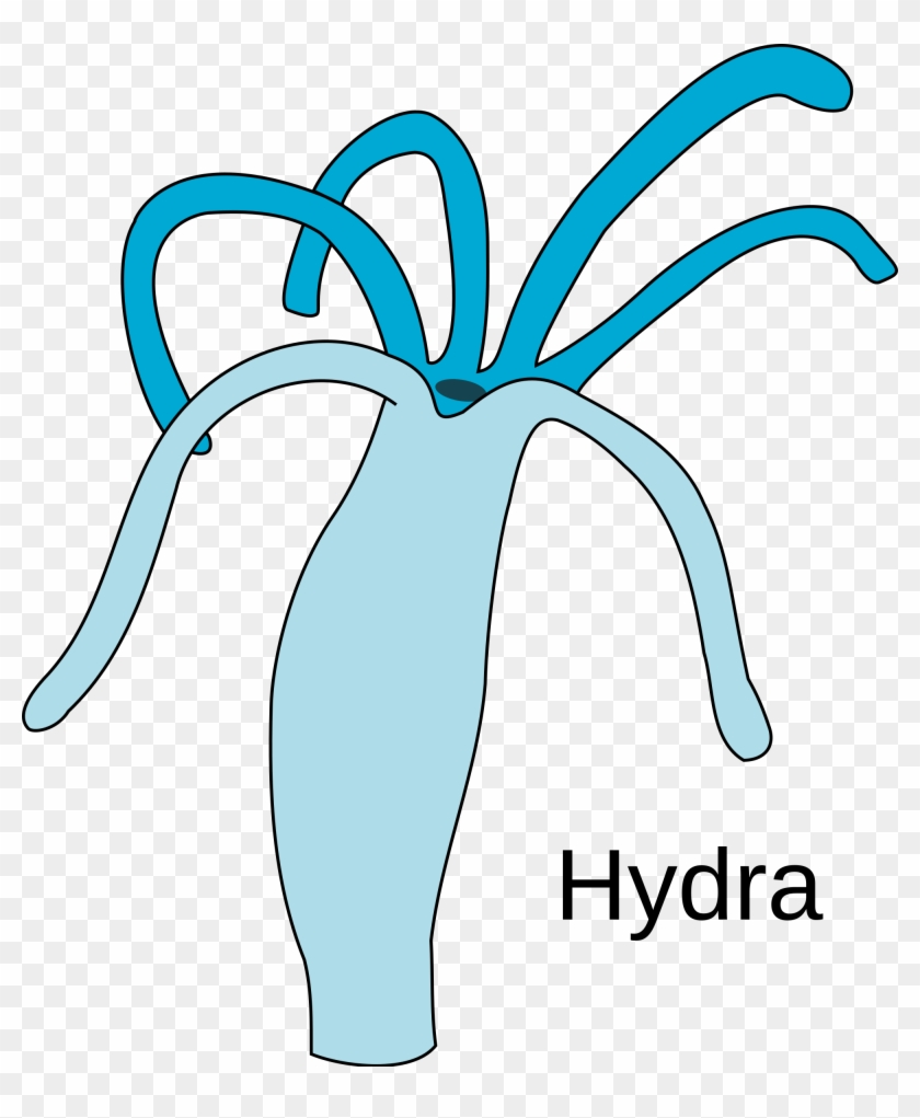 Hydra Png Clipart #827899