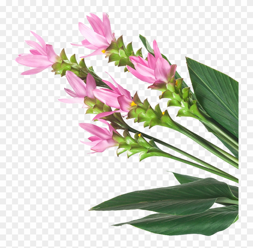 Image Is Not Available - Curcuma Flower Png Clipart