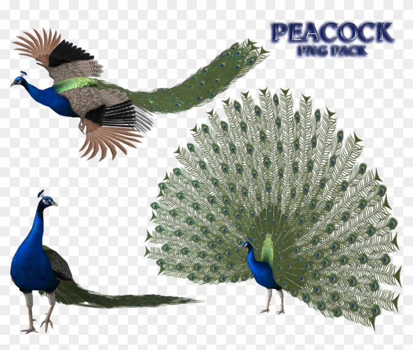 Peacock Png - Bird Mmd Model Clipart #829627