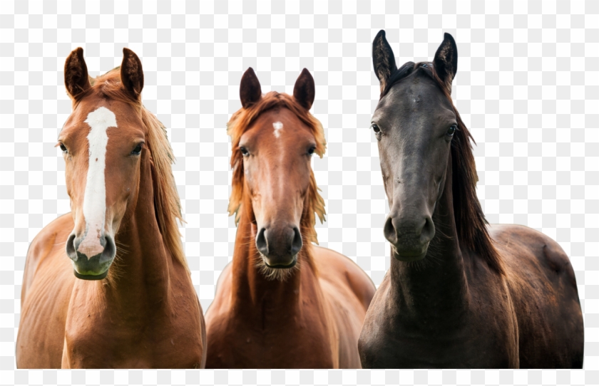 A Great Place To Learn, Live And Love Everything About - Horses Png Clipart #831556