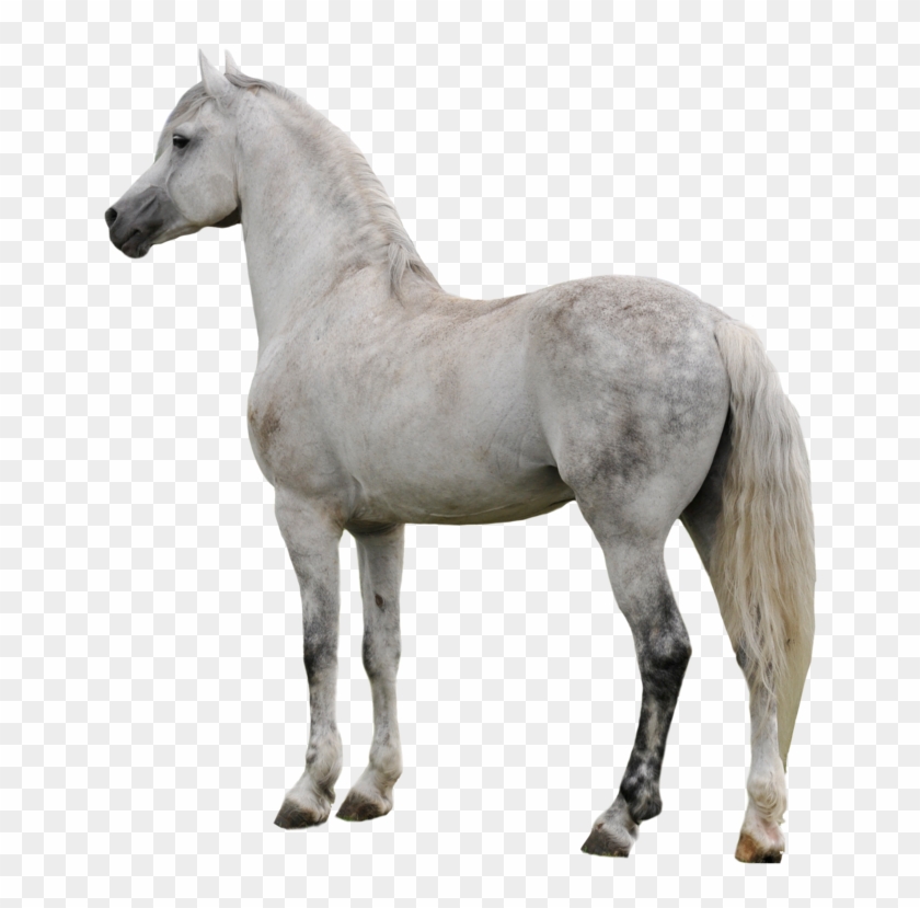 Horse Png Clipart - Gray Horse Transparent Background