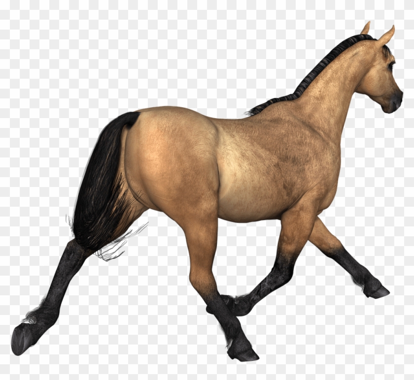 Animals - Horse Brown Png Clipart #832251