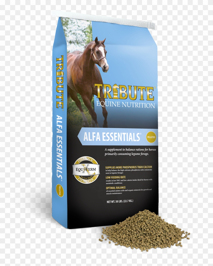 Alfa Essentials - Tribute Seniority Clipart #832697