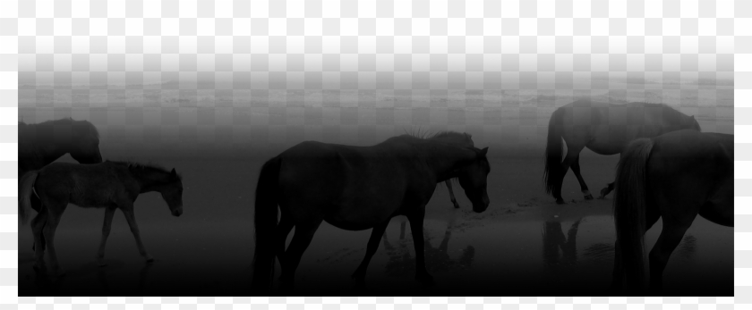Horses - Stallion Clipart #832801