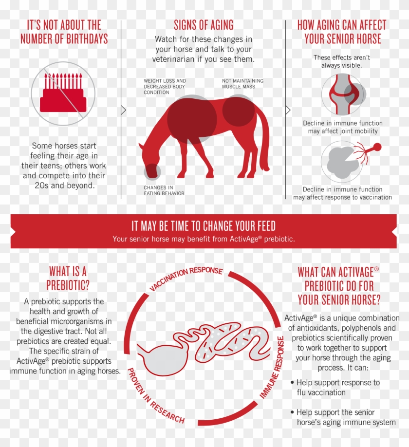 Try Activeage Prebiotic - Stallion Clipart #832831