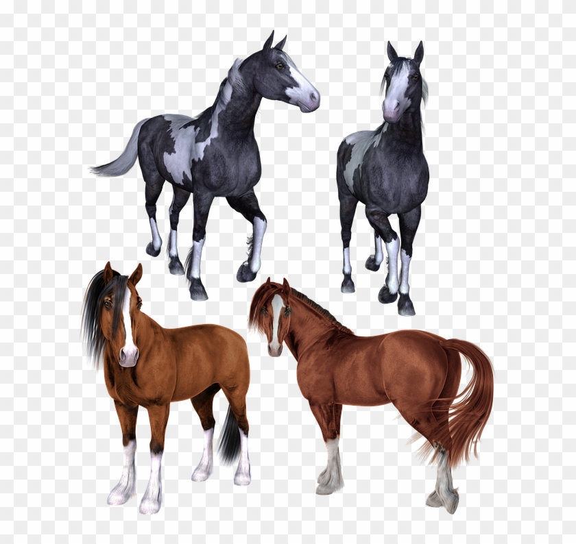 Free Photo Horse Pony Mustang Pinto Ponies - Mustang Pony Horse Clipart